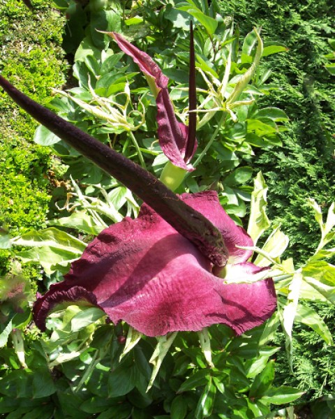 Dracunculus vulgaris.jpg